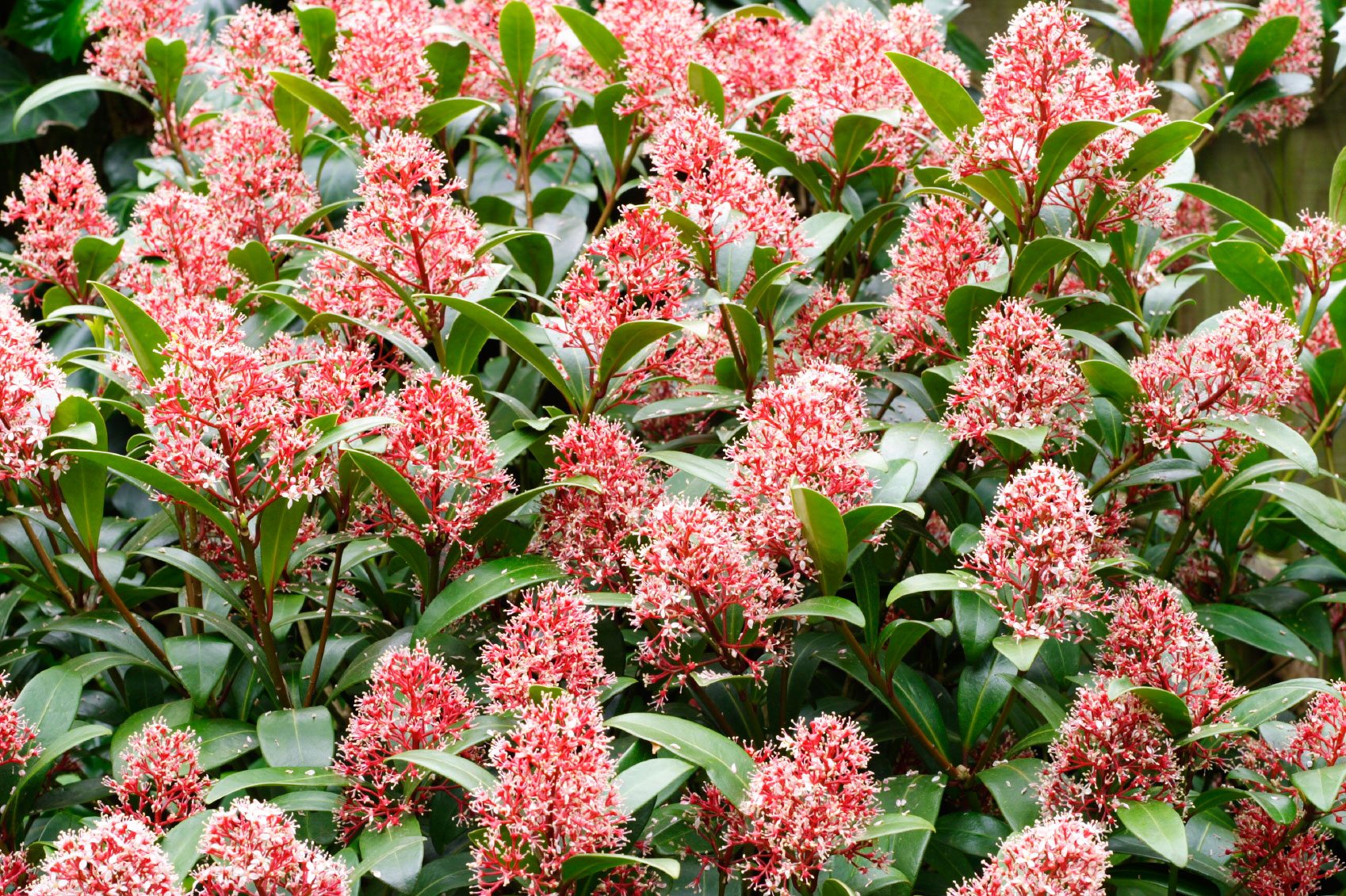 Skimmia japonica